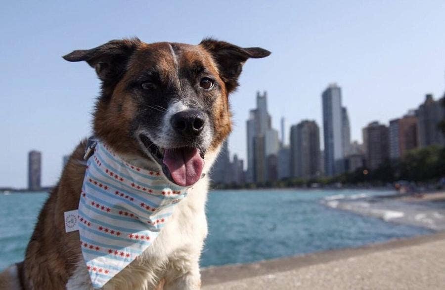 Chicago Flag Dog Bandana